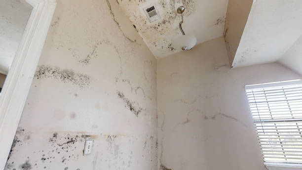 Best Mold Remediation for Healthcare Facilities  in Lynn, MA