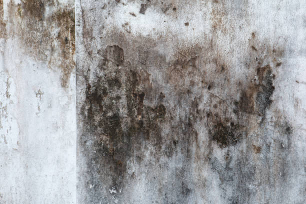 Best Environmental Consulting for Mold Prevention  in Lynn, MA
