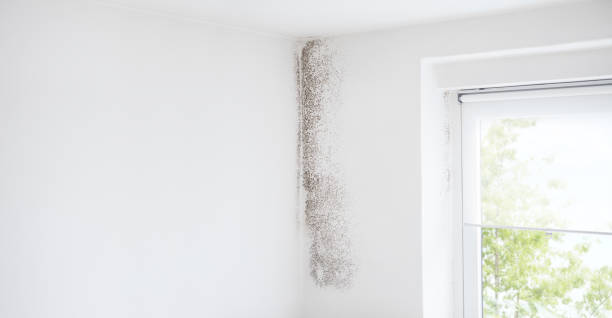 Best Residential Mold Inspection & Testing  in Lynn, MA