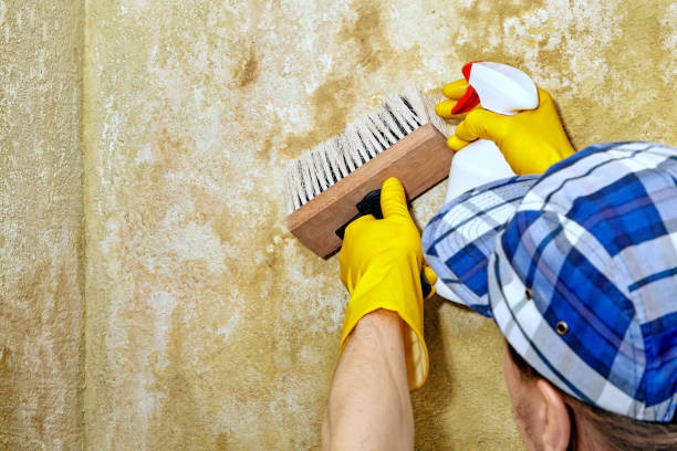Mold Removal for HVAC Installations in Lynn, MA