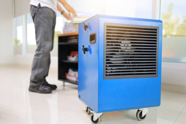 Best Basement Mold Removal  in Lynn, MA