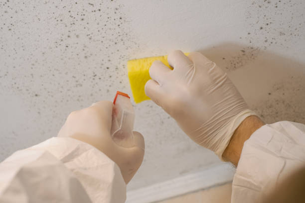 Reliable Lynn, MA Mold Removal Solutions