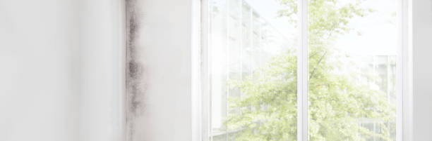 Mold Remediation for Vacation Homes in Lynn, MA