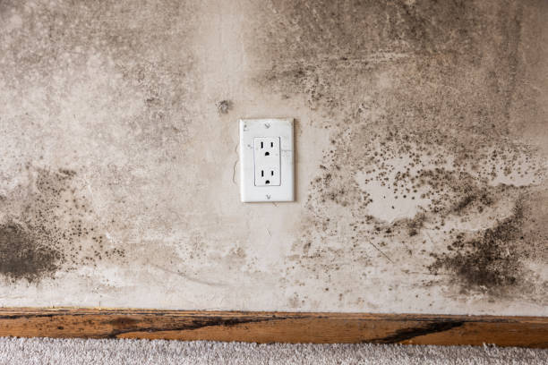 Best Mold Damage Restoration  in Lynn, MA