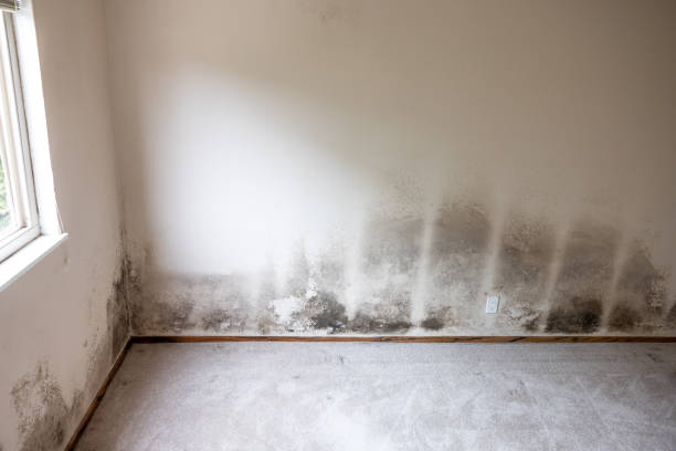Best HVAC Mold Inspection and Cleaning  in Lynn, MA