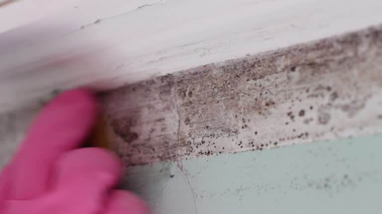 Best Mold-Related Health Consultation  in Lynn, MA